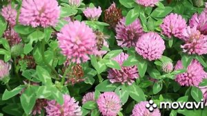 Дальневосточная пчела или пчела для лентяев. 28 июля 2020 г.