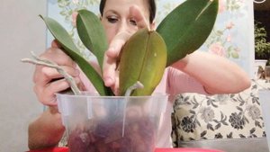 Посадка орхидеи в керамзит горшок с автополивом.