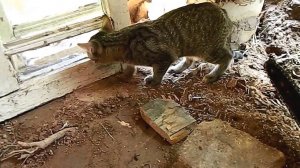 Ремонт деревенского  дома#2.Курятник из старого дома.