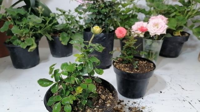 rosales miniatura cuidados chuyito jardinero смотреть онлайн