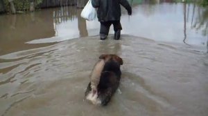 Наводнение(начало)