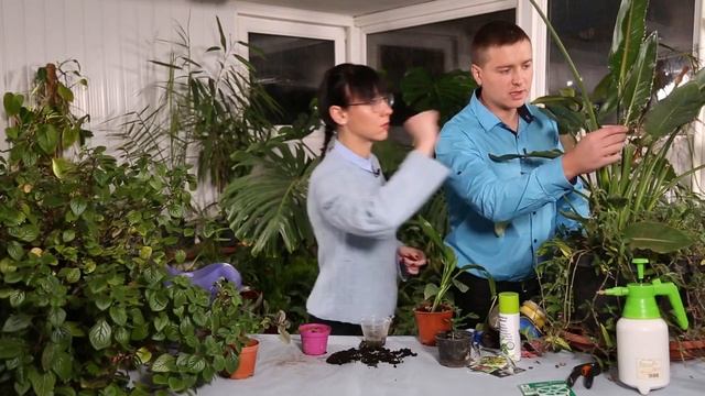 ПОЧЕМУ НЕ ВСХОДЯТ СЕМЕНА СТРЕЛИЦИИ смотреть онлайн