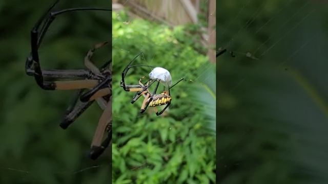 Argiope aurantia yellow garden spider spinning insect in web