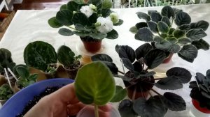 Самый лучший способ укоренения листьев фиалок. Самые часты ошибки укорениния