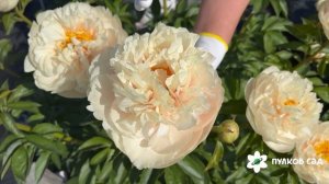 Pastelegance peony. Пастелеганс пион. Пулков сад