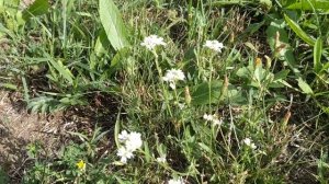 Икотник при дороге - лекарственные свойства.