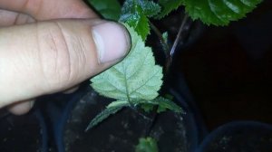 Итоги укоренения ежевики блек джем