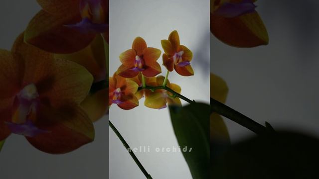 Orchid Delight 4 || Phalaenopsis Surf Song