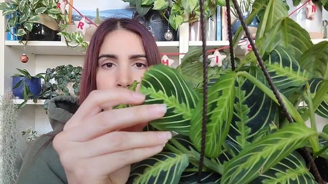 Lemon Lime Maranta Care Tips!! ? how to keep them happy & growing!! PLANTMAS Day 19 ☃️? смотреть онлайн