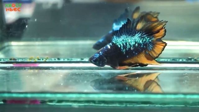 Уход за рыбкой-петушком смотреть онлайн