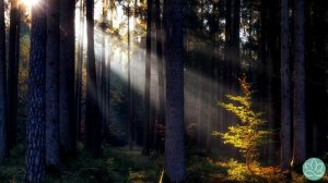 Шри Рамана Махарши\Мантры и джапа