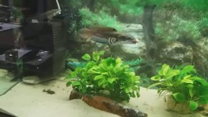 аква 500л.змееголов пульхера-кормление.