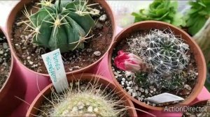 1💚Первые кактусы цветут🌵🌸Неопортерии первое цветение