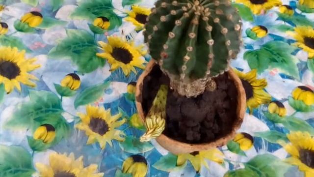 Сколько  цветет кактус ?  Очень красивый цветок. How many blooms cactus