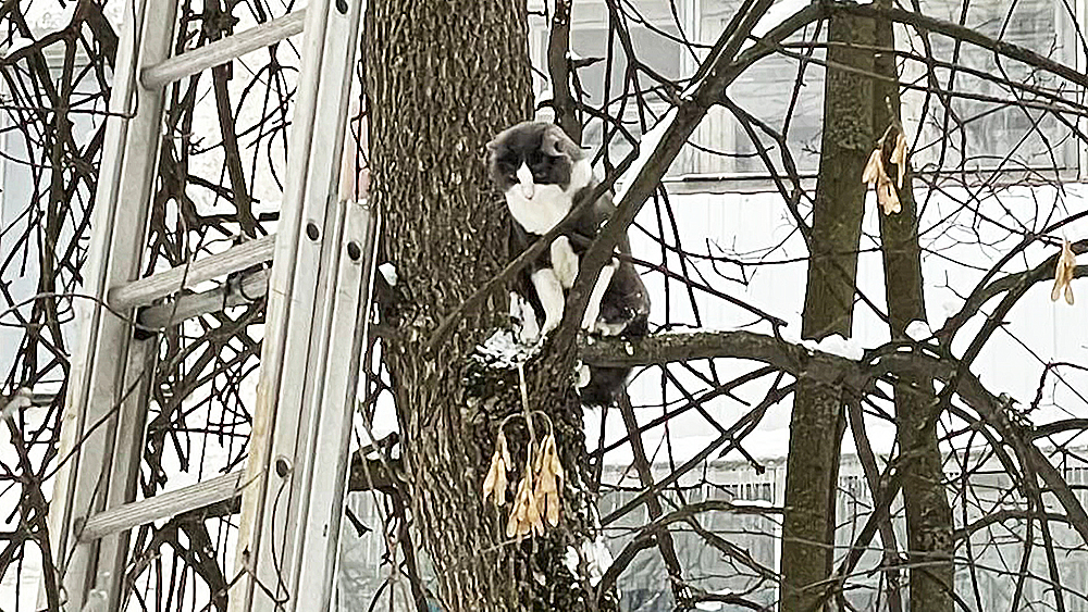 На юго-востоке Москвы кот застрял на дереве, но сумел спастись / Город новостей на ТВЦ