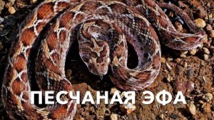 Самые ядовитые змеи в мире. Топ-20