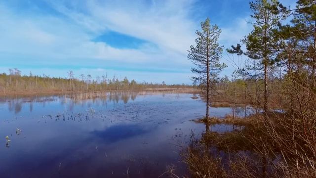 РЫБАЛКА НА РУЧЬЕ/КАРЕЛИЯ/ПОЛЗАЮТ ГАДЮКИ смотреть онлайн