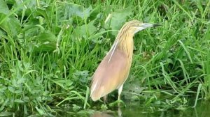 Желтая цапля - Ardeola ralloides.mp4