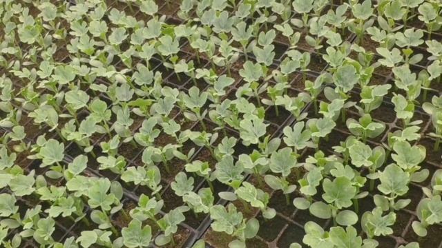 Рассада арбуза. Семена арбуза, смотрим всхожесть #РассадаАрбуза #Рассада #Арбузы смотреть онлайн