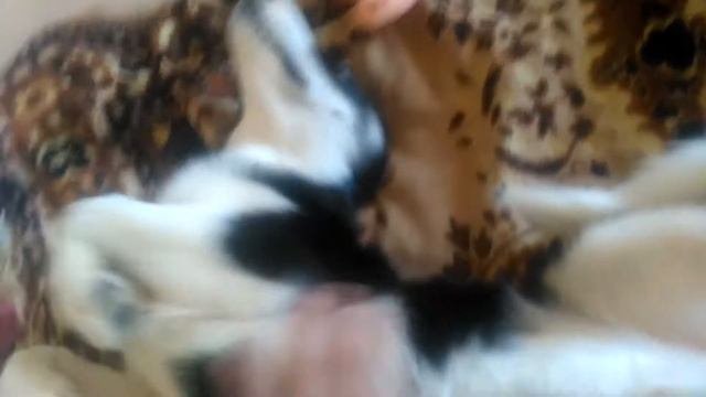 Хаска звать Джек ему 3,5 месяцев смотреть онлайн