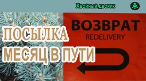 Возврат посылки,что случилось с саженцами ели голубой(месяц в пути) питомник "Хвойный дворик"