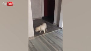 Лабрадор | Собака блоггер | Первый день щенка дома