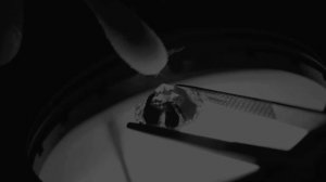 Chamfer - производство печаток из золота и серебра