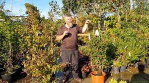 Callicarpa Bodinieri Profusion Explained