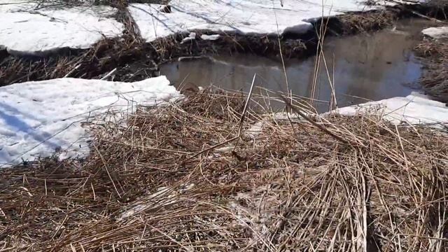Поездка в кедровый бор. смотреть онлайн