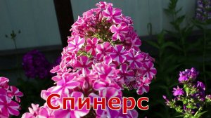 Флоксы Спинерс, Хулиган, Земляничное Суфле, Татьяна