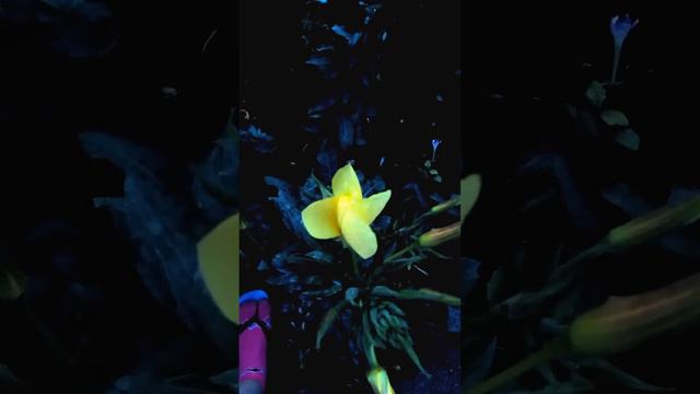 красивый цветочек распускается только ночью -прелесть смотреть онлайн