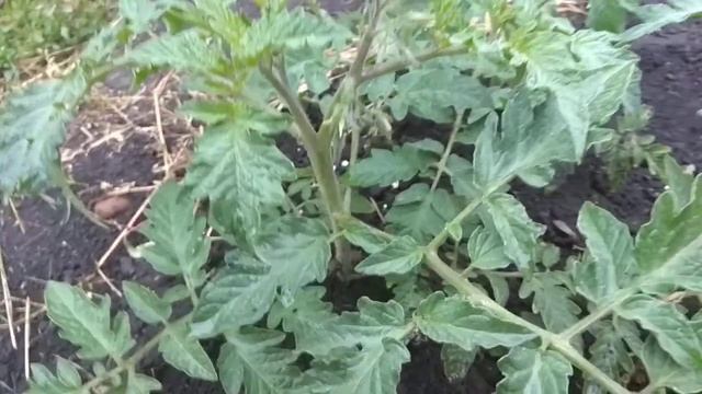 Томат тройка, толстый Джек и клуша розсада смотреть онлайн