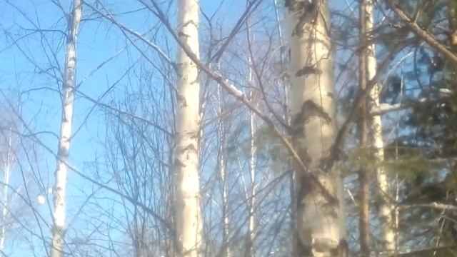 Белка нижегородская область. смотреть онлайн