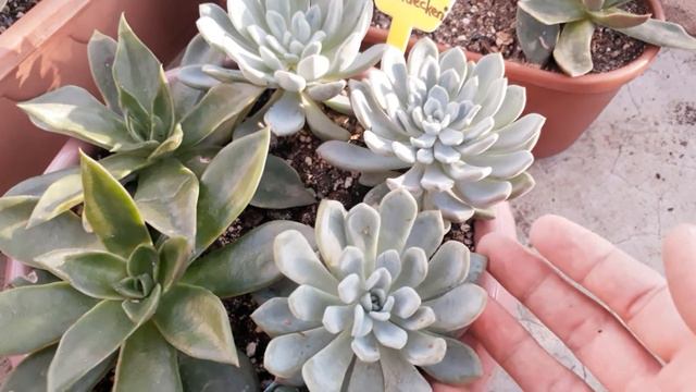 Sukulent türlerim✔Üretim için yaprak toplama 🌱#sukulent #yaprak #üretim смотреть онлайн