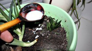 Как правильно поливать подкармливать домашние цветы и растения осенью и зимой? Уход домашние цветы!