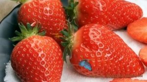 Земляника садовая Теа (fragaria tea) ? земляника Теа обзор: как сажать рассада земляники Теа