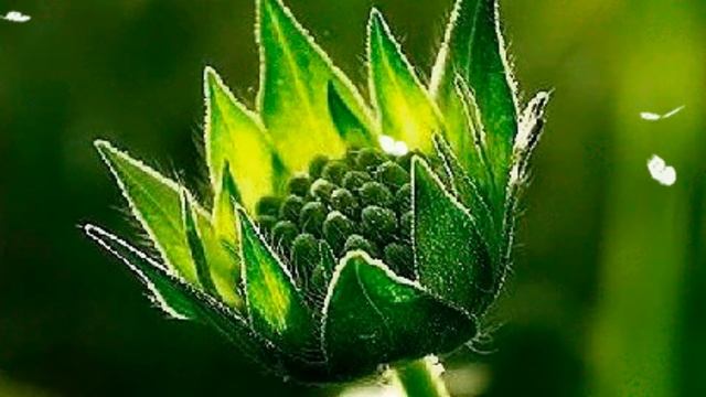 Не пойте песен, без чувств и без сердца. Стихотворение Анны Бельк. Слайд. Made by Vera Birak. смотреть онлайн