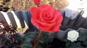 Обзор чайно-гибридных роз сорта Корвет