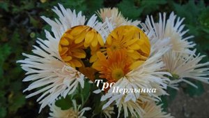 Сорта зимостойких корейских хризантем или дубочков...