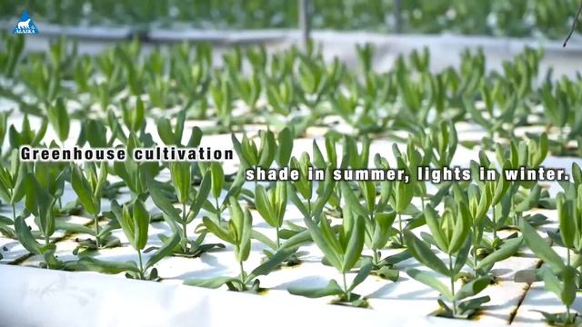 Green Gardening X  Alaska high velocity fans ｜【ALASKA】 смотреть онлайн