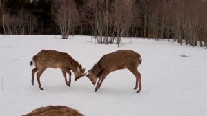 ПЯТНИСТЫЕ ОЛЕНИ ШИЛЬНИКИ БОДАЮТСЯ ПОНАРОШКУ