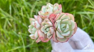 Echeveria ‘Atlantis’