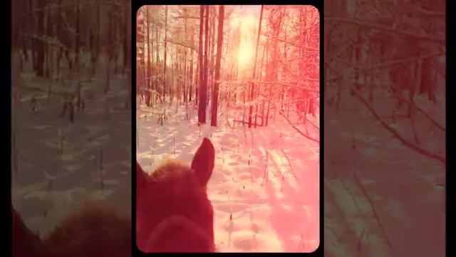 Конные прогулки смотреть онлайн