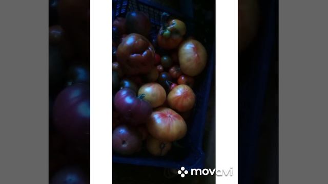 28/Любимые сорта томатов/ помидоры , которые я буду сажать каждый год смотреть онлайн