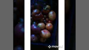 28/Любимые сорта томатов/ помидоры , которые я буду сажать каждый год