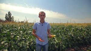 Кукуруза Свит Наггет.  Сорт Свит Наггет.  Обзор сахарной кукурузы Свит Наггет. Семена Свит Наггет