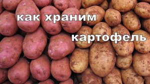 хранение картофеля