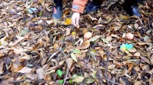 ДИНОЗАВР Рекс в лесу Кладка яиц динозавра