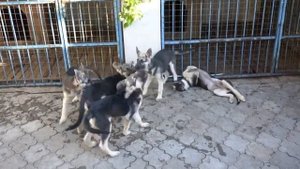 Щенки восточно европейской овчарки 4 месяца