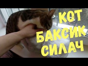 ПОСЫЛКА Луганск-Питер отправлена / ЦЕНА на отправку в Россию/ Кот СИЛАЧ